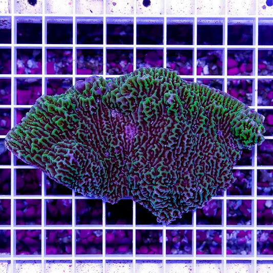 Neon Aussie Montipora Mother Colony NAMMC022701 WYSIWYG Size: XXL