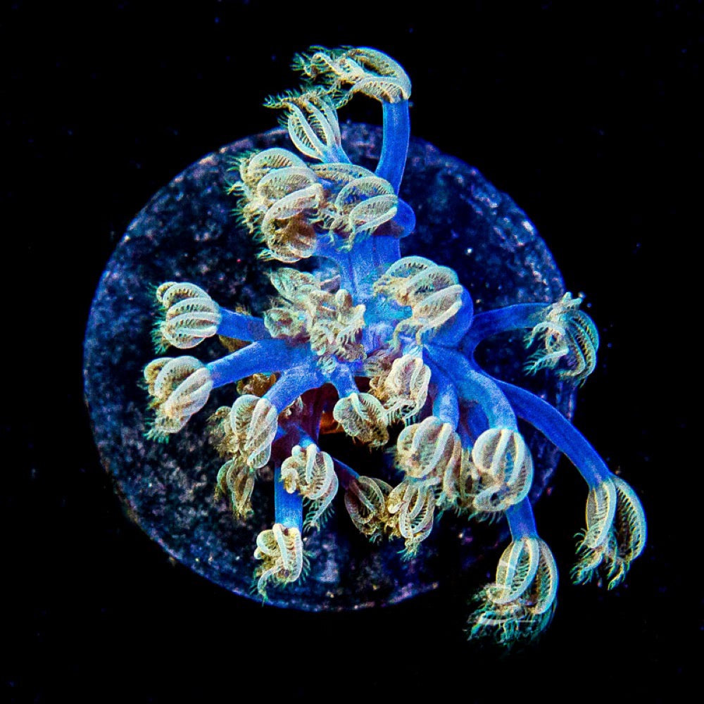 Starlight Cespitularia (Aquacultured) Size: L 2" to 3" Approx Frag