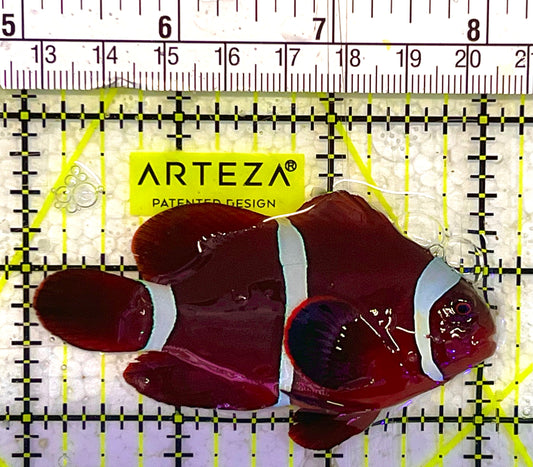 White Stripe Maroon Clownfish WSMC033101 WYSIWYG Size: L 3" approx