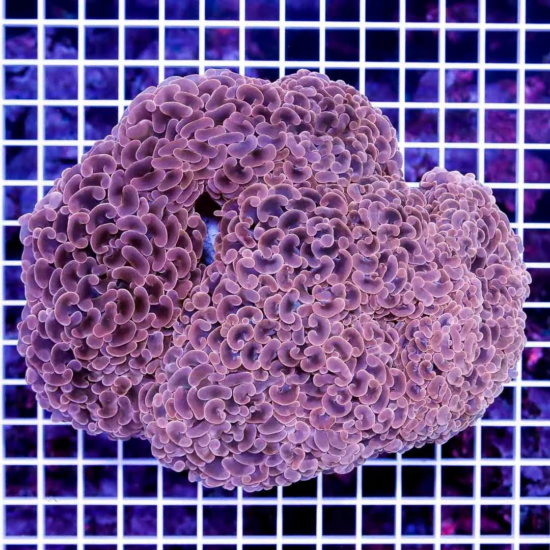 Aussie Pink Gold Hammer Mother Colony APGHMC022701 WYSIWYG Size: XXL/SHOW