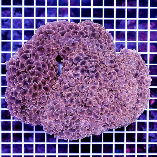 Aussie Pink Gold Hammer Mother Colony APGHMC022701 WYSIWYG Size: XXL/SHOW