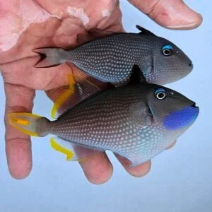 Pair of Blue Throat Triggerfish (Reefsafe) Female: 3" to 5", Male: 3" to 6" - Violet Aquarium 