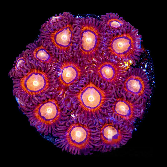 Aquacultured Halo Monster Zoanthid Frag (4+ Polyp Average) Size: M 0.75” to 1” Frag