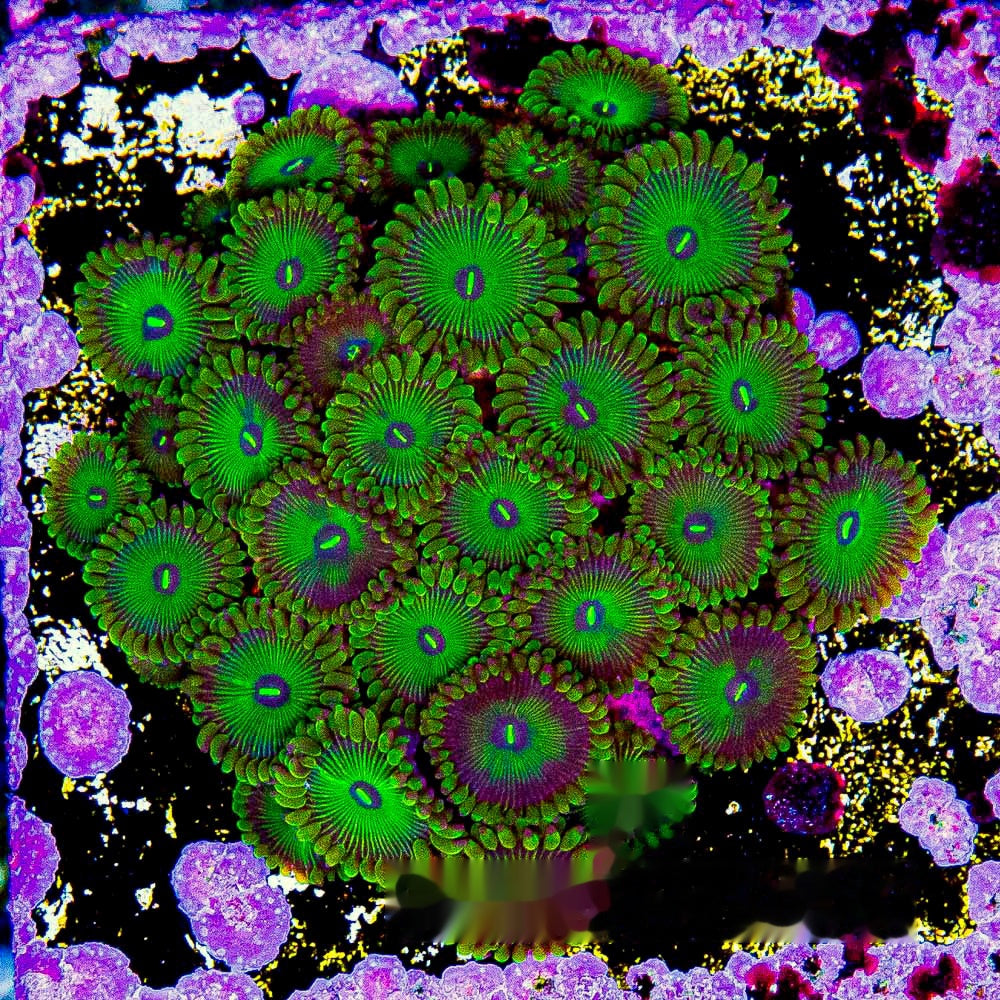 Aquacultured Grouchy Green Zoanthid Frag (2+Polyp Average) Size: M 0.75” to 1” Frag