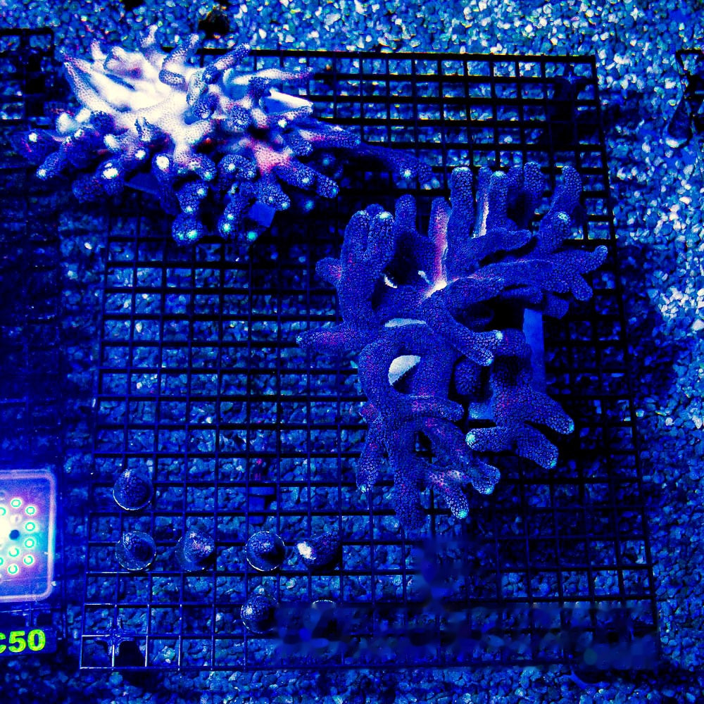 Blue Dream Stylophora Frag (Aquacultured) Size: M 0.75" to 1" Approx Frag