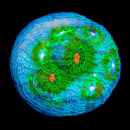 TG Aquamarine Chalice Frag (Aquacultured) Size: M 0.75” to 1” Approx Frag