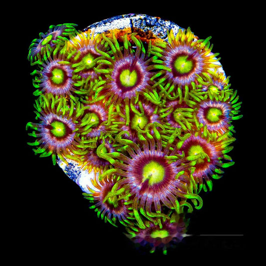 Aquacultured Mister Twister Zoanthid Frag (4+ Polyp Average) Size: M 0.75” to 1” Frag