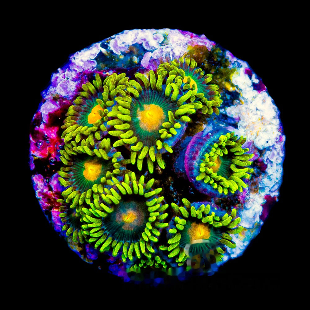 Aquacultured Green Bay Packers Zoanthid Frag (4+Polyp Average) Size: M 0.75” to 1” Frag
