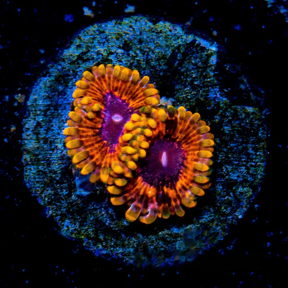 Burning Ember Zoanthid Frag (2 Polyp Average, Aquacultured) Size: M 0.75” to 1” Frag
