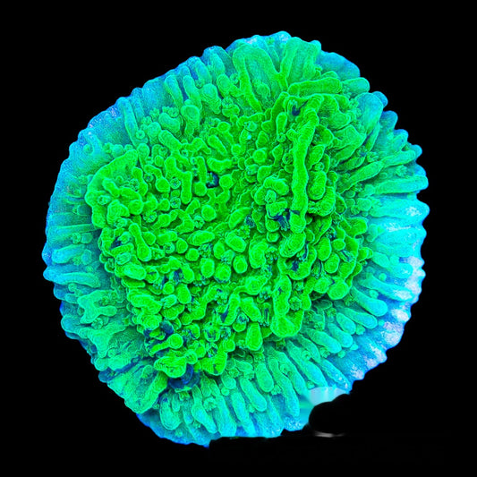 Evergreen Montipora Frag (Aquacultured) Size: M 0.75" to 1" Approx Frag