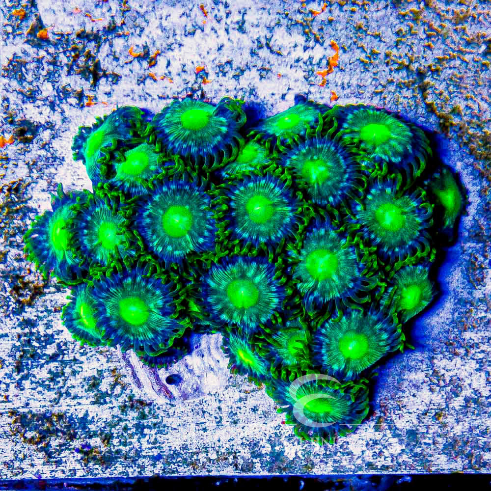 Aquacultured Verdant Grove Zoanthid Frag (2+ Polyp Average) Size: M 0.75” to 1” Frag