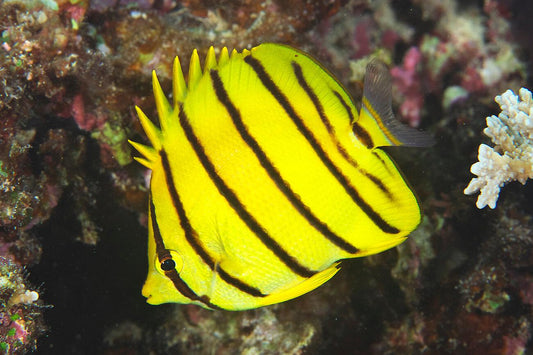 Eight Band Butterflyfish - Violet Sea Fish and Coral