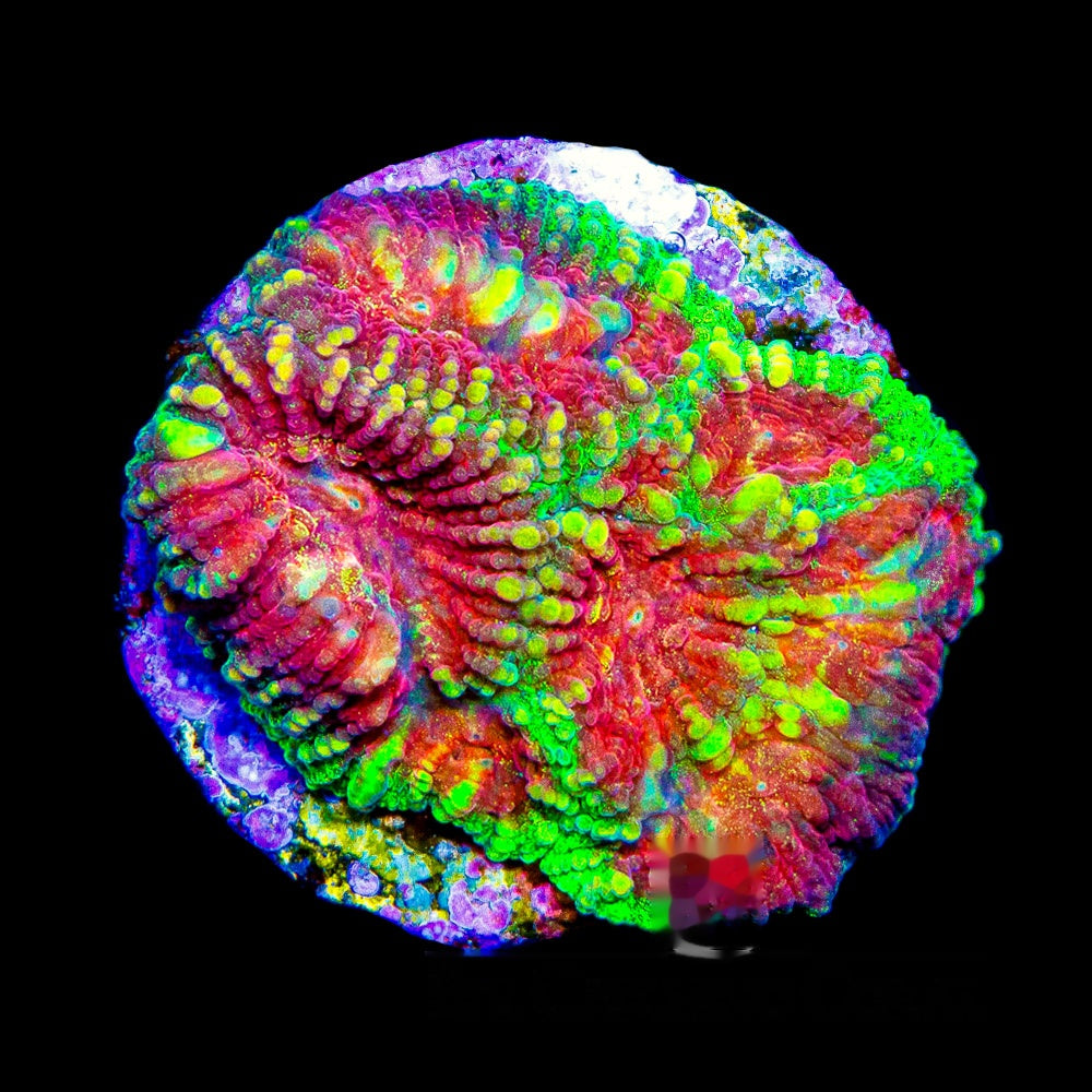 Horizon Favia Frag (Aquacultured) Size: M 0.5" to 0.75" Approx Frag