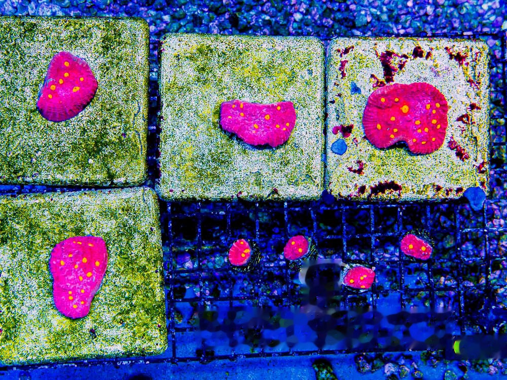 Orange Eye Chalice Frag  (Aquacultured) Size: M 0.5" to 0.75" Approx Frag