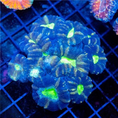 Aussie Neon Lobophyllia Mother Colony ANLMC101301 WYSIWYG