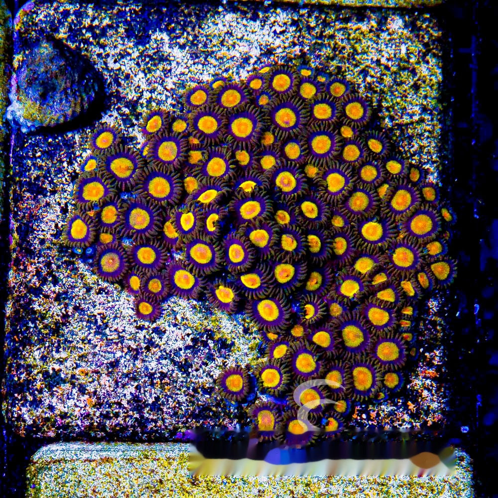 Aquacultured Tutti Frutti Zoanthid Frag (4+Polyp Average) Size: M 0.75” to 1” Frag