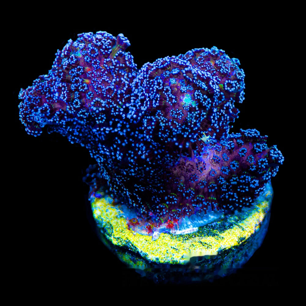 Lunar Tides Stylophora Frag (Aquacultured) Size: M 0.75" to 1" Approx Frag