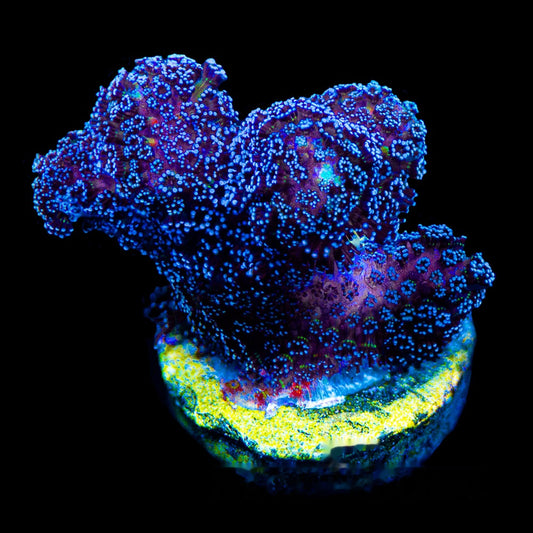 Lunar Tides Stylophora Frag (Aquacultured) Size: M 0.75" to 1" Approx Frag