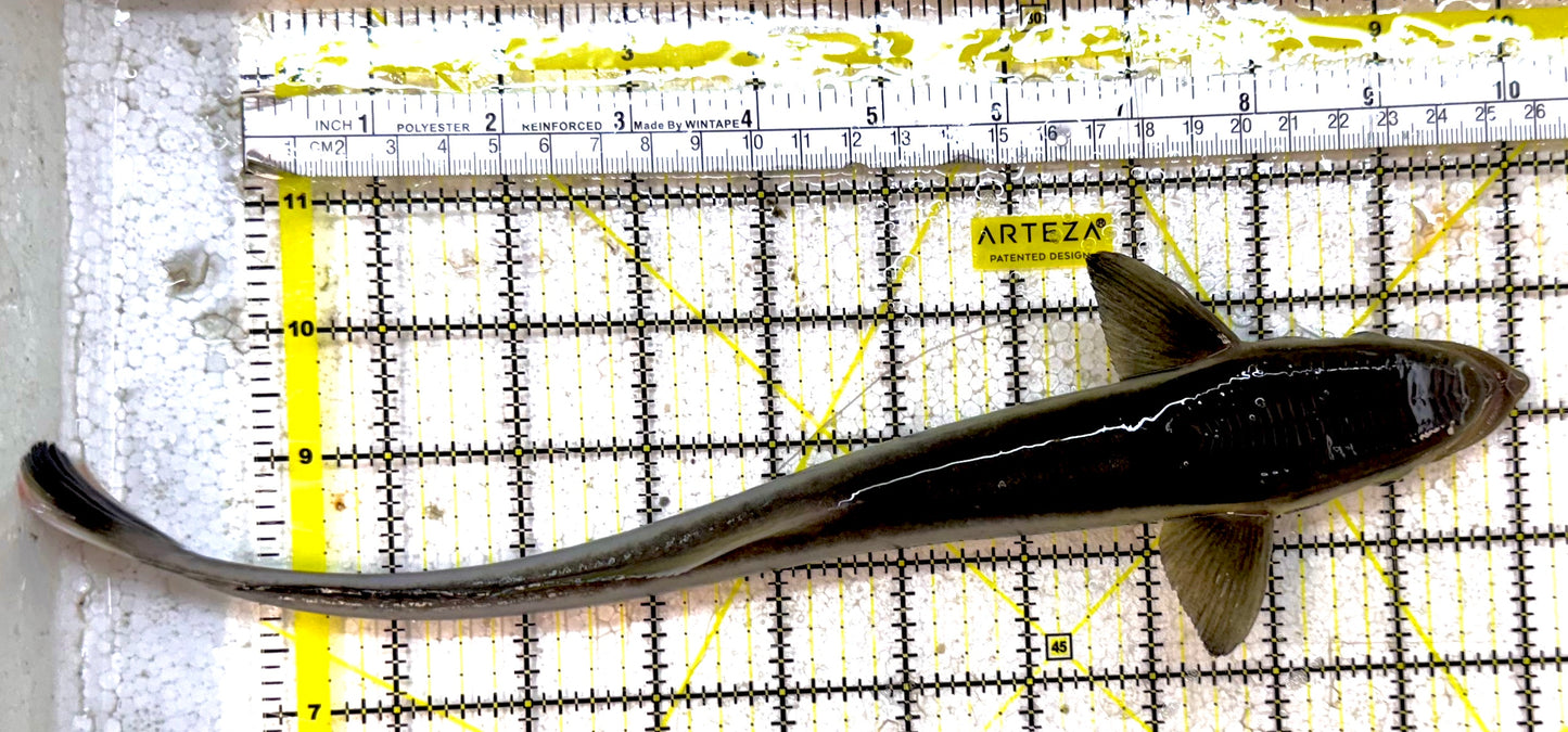 Remora Sucker Fish RSF030701 WYSIWYG Size: XL 11" approx