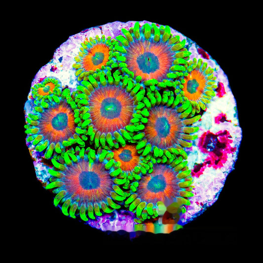Eagle Eye 2.0 Zoanthid Frag (4+ Polyp Average, Aquacultured) Size: M 0.75” to 1” Approx Frag