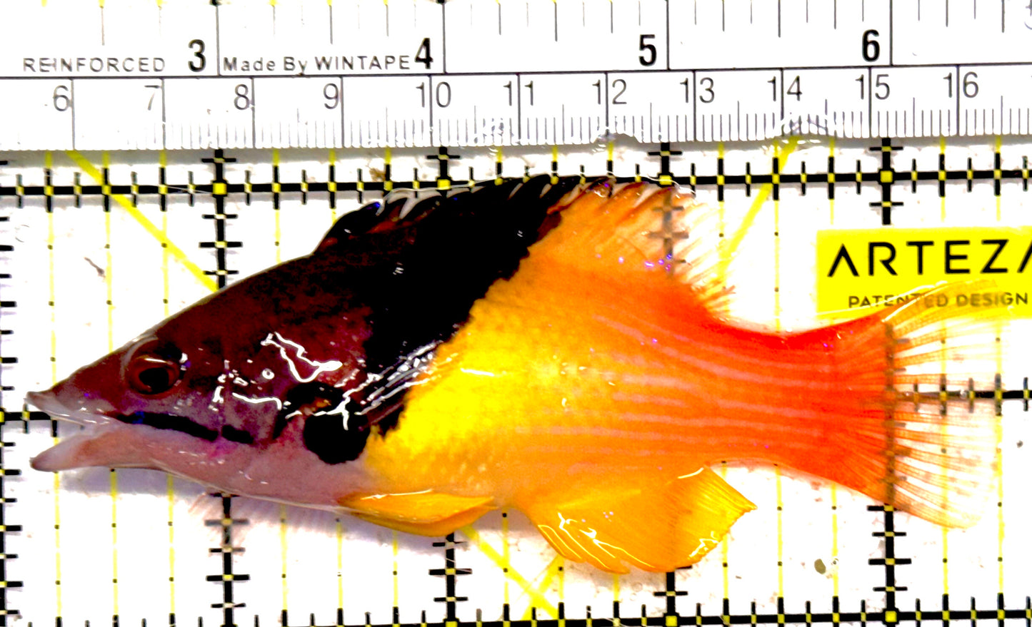 Eclipse Hogfish EH030101 WYSIWYG Size: L 4.5" approx