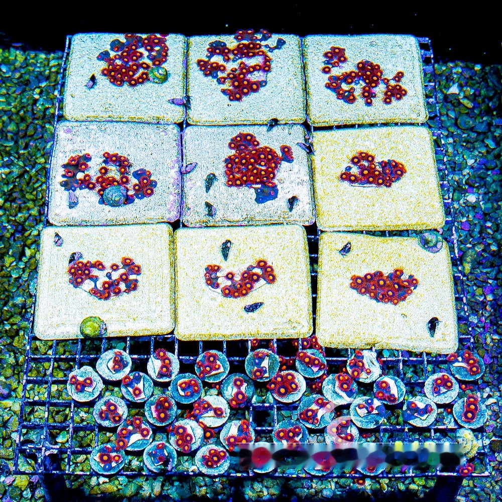 Aquacultured War Birds Zoanthid Frag (4+ Polyp Average) Size: M 0.75” to 1” Frag