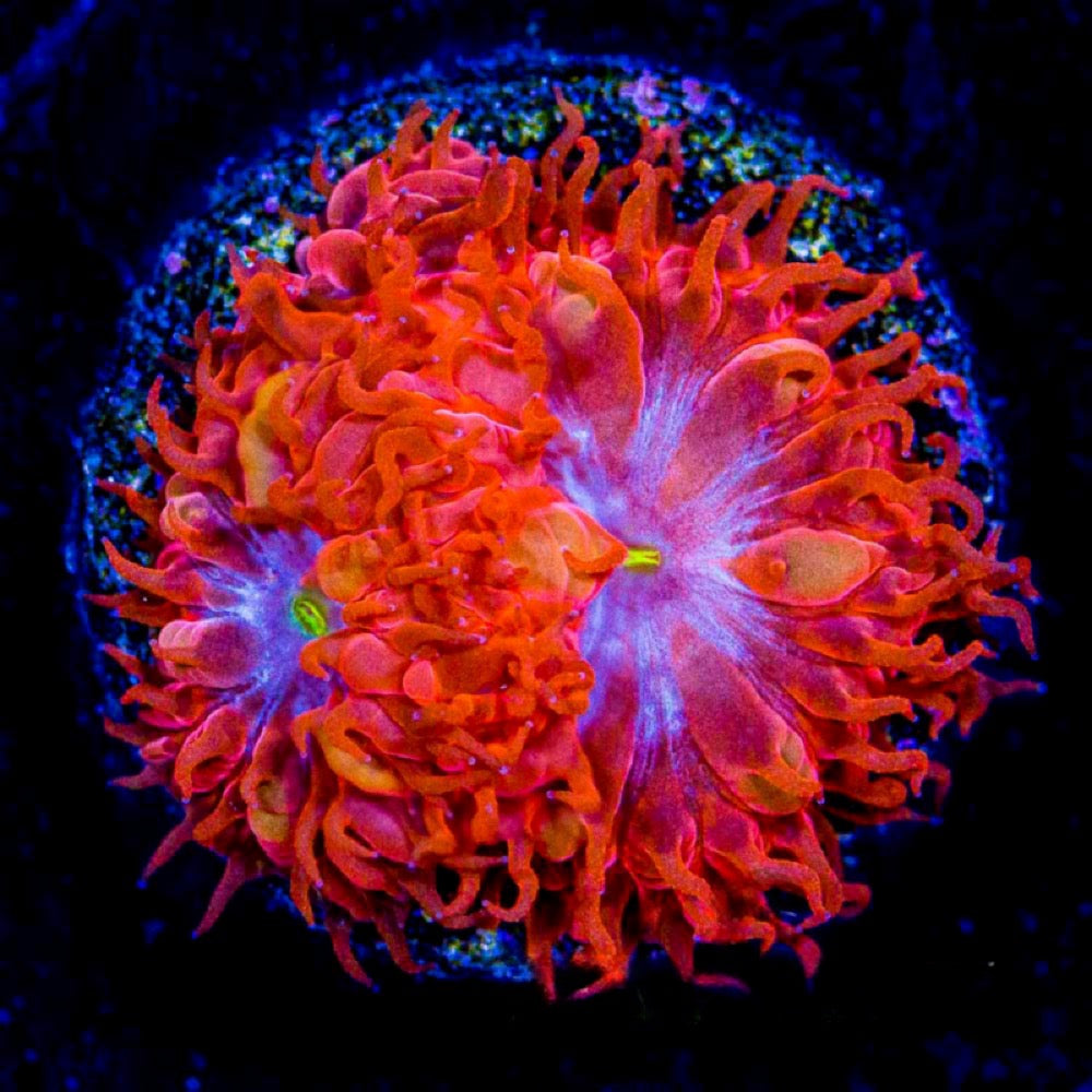 Blue Raven Blastomussa Merletti (Aquacultured ) Size: M 0.5" to 0.75" Approx Frag - Violet Aquarium 