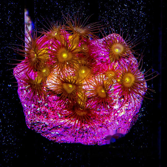 Yellow Polyps Mini Colony (Aquacultured) Size: M 0.75" to 1" Approx Frag