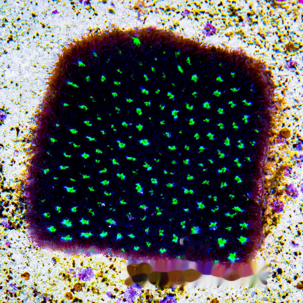 Colossus Leptastrea Frag (Aquacultured) Size: M 0.75” to 1” Approx Frag