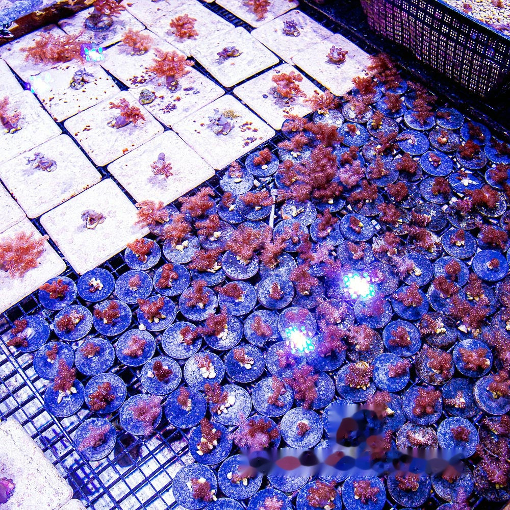 Kenya Tree Big Frag (Aquacultured ) Size: M 0.75" to 1" Approx Frag - Violet Aquarium 