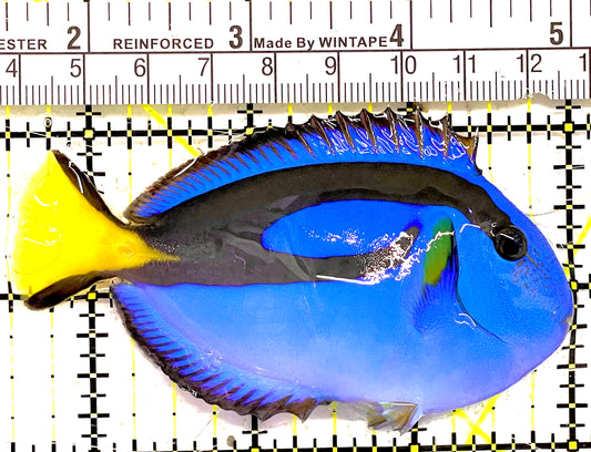 Blue Hippo Tang BHT030303 WYSIWYG Size: M 3.5" approx