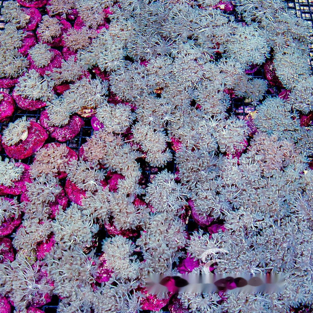 Pulsing Xenia Mini Colony (Aquacultured) Size: M 0.75” to 1” Approx Frag