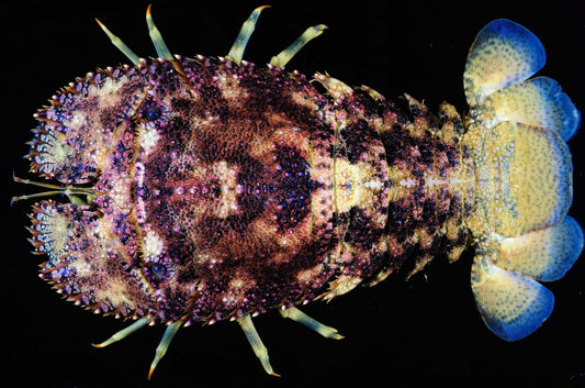 Sculptured Slipper Lobster Size: M 2" to 3"