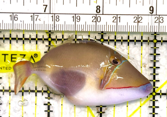 Bursa Triggerfish BT033102 WYSIWYG Size: ML 3" approx