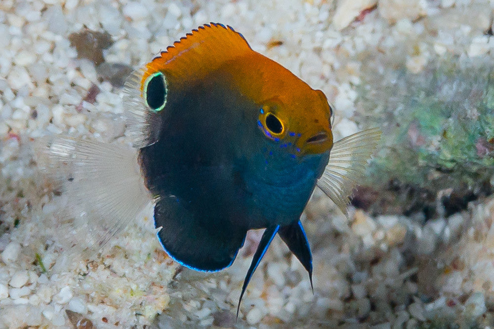 White Tail Damsel