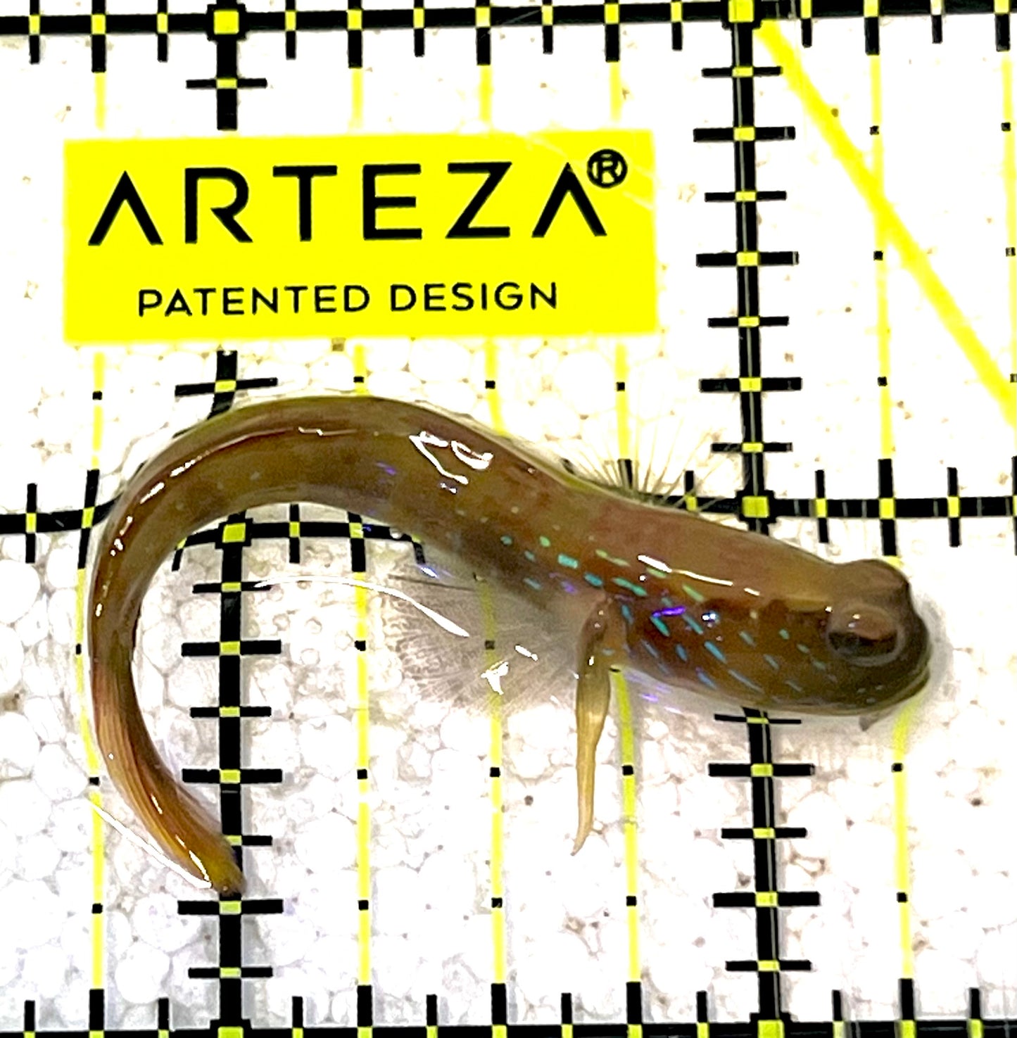 Golden Midas Blenny Africa GMBA031802 WYSIWYG Size: M 2.75" approx