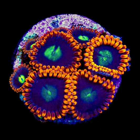 Burning Suns Zoanthid Frag (4+ Polyp Average, Aquacultured) Size: M 0.75” to 1” Approx Frag