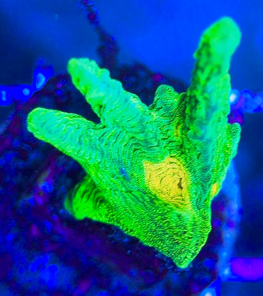 Space Invader Pectinia (Aquacultured) SIP031306 WYSIWYG