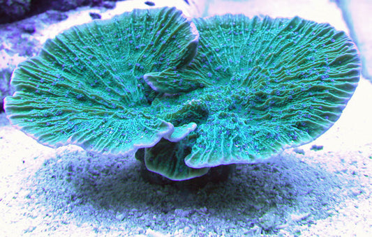 Green Montipora Assorted Size: M 0.75" to 1" Approx Frag