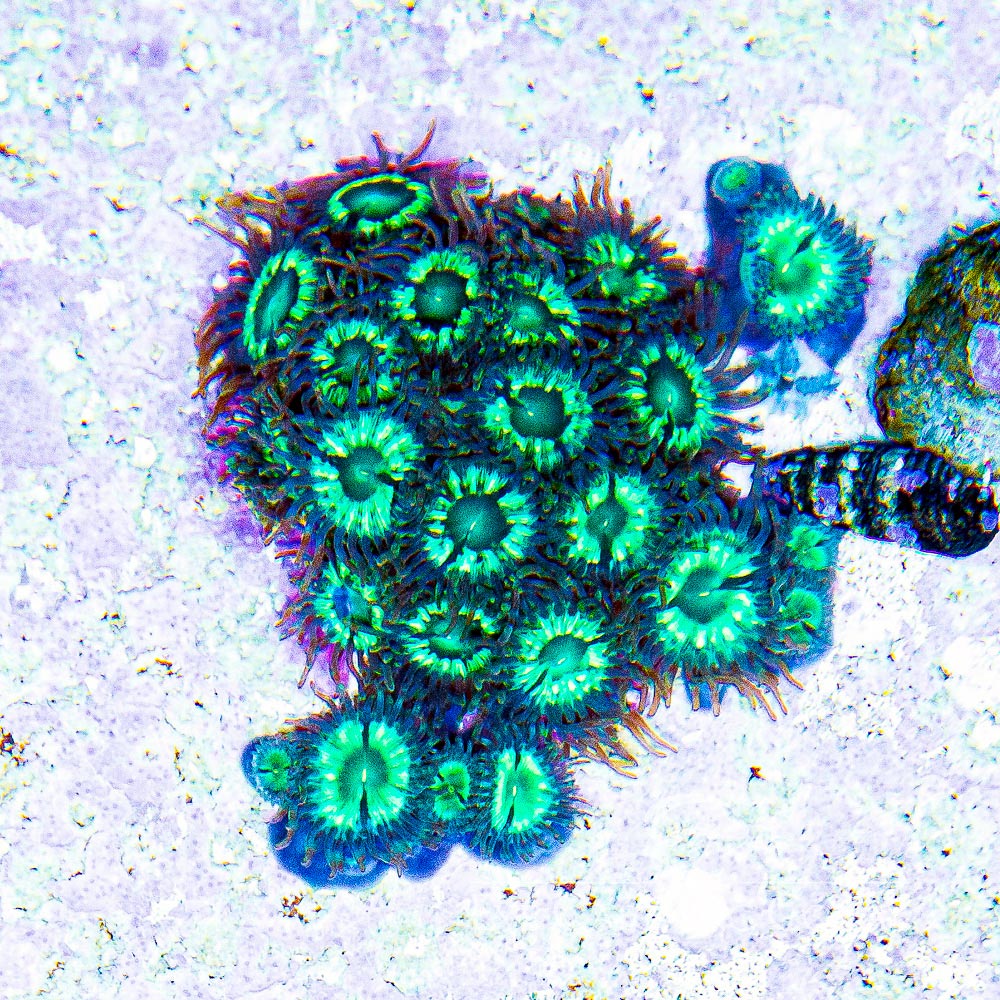 Aquacultured Tidal Gardens Mean Green Zoanthid Frag (4+ Polyp Average) Size: M 0.75” to 1” Frag
