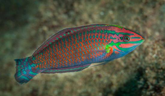 Christmas Wrasse - Violet Sea Fish and Coral