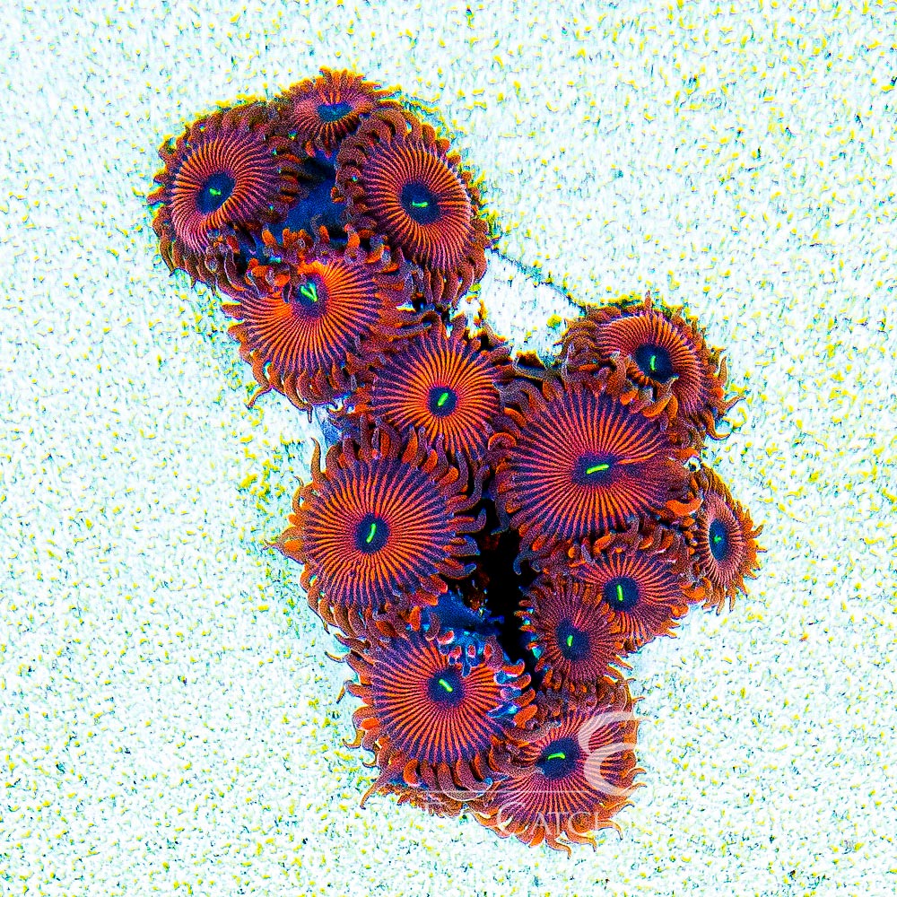 Aquacultured Red People Eater Zoanthid Frag (4+ Polyp Average) Size: M 0.75” to 1” Frag