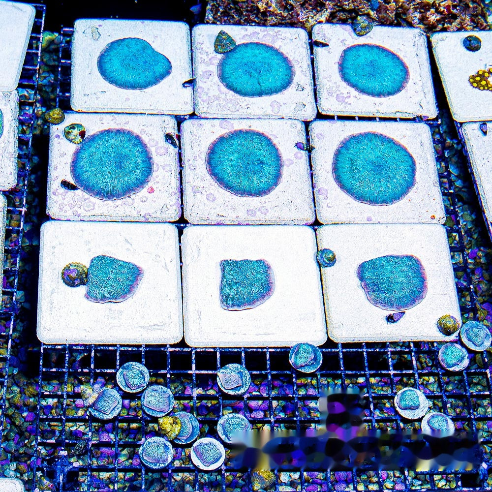 Glacial Freeze Stunner Chalice (Aquacultured) Size:  M 0.75" to 1" Approx Frag
