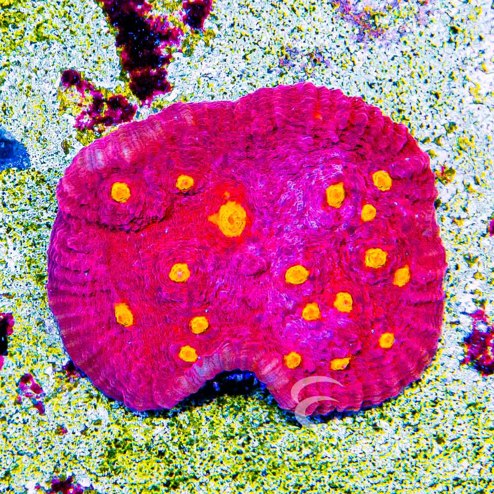 Orange Eye Chalice Frag  (Aquacultured) Size: M 0.5" to 0.75" Approx Frag
