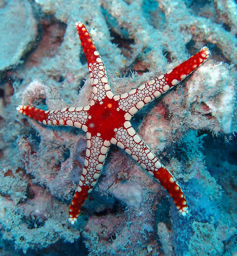 Red Fromia Starfish (monolis) - Violet Aquarium 