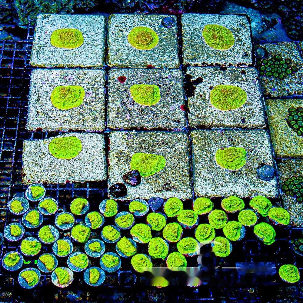 Shattered Light Leptoseris (Aquacultured) Size: L 2" to 3" Approx Frag