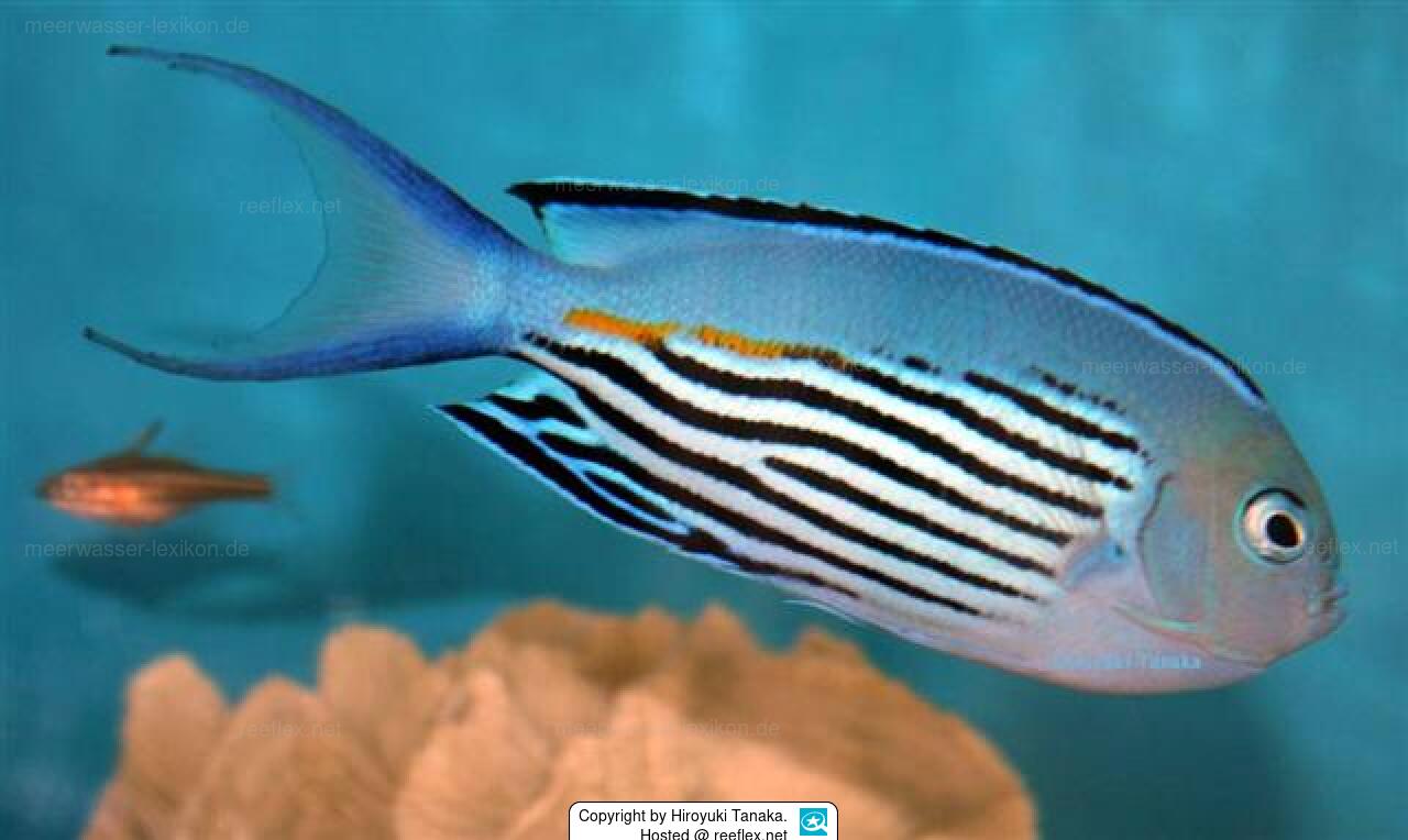 Watanabe Angelfish (Male Tonga Special Grade) Size: XXL/Show 6" and Above