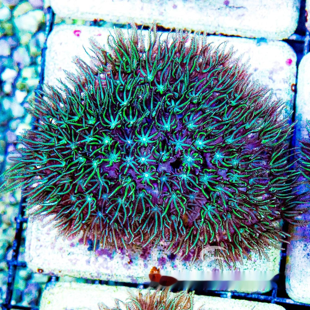 Wave Blaster Pipe Organ Frag (Aquacultured) Size: M 0.75" to 1" Approx Frag
