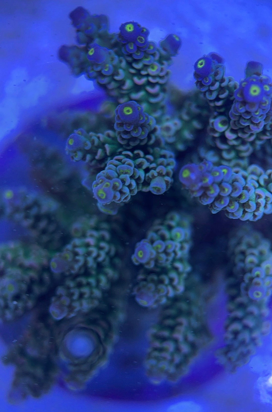 Java Maricultured Acropora Mother Colony JMAMC0204010 WYSIWYG Size: M L 3" x H 3"x W 4"