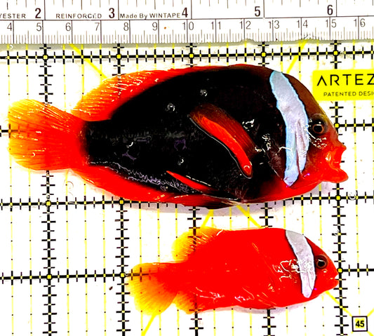 Cinnamon Clownfish Wildcaught Pair TCWP032102 WYSIWYG Size: Show 4.75" approx
